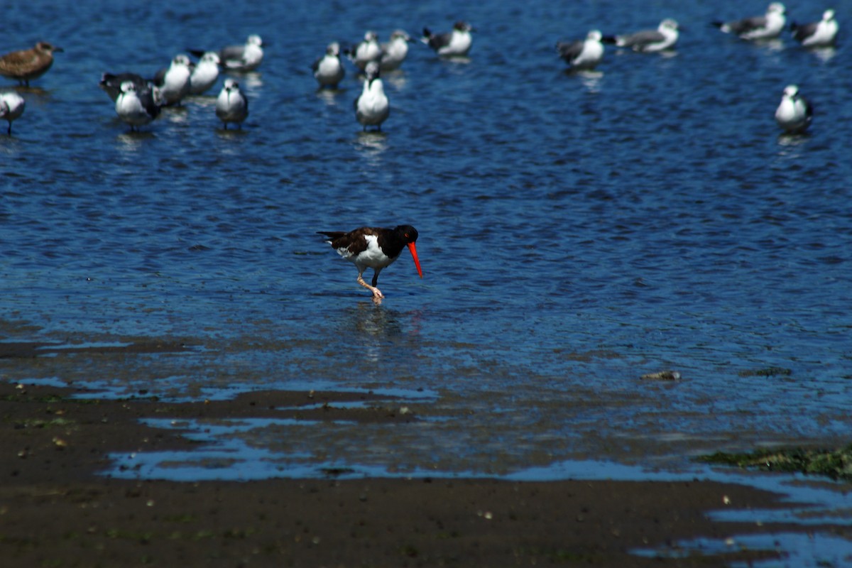 American Oystercatcher - ML641517664
