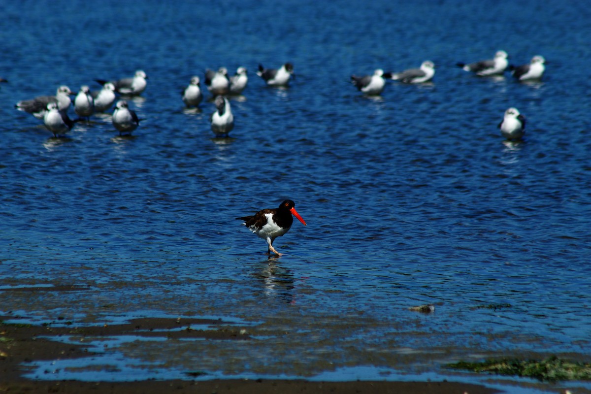 American Oystercatcher - ML641517665
