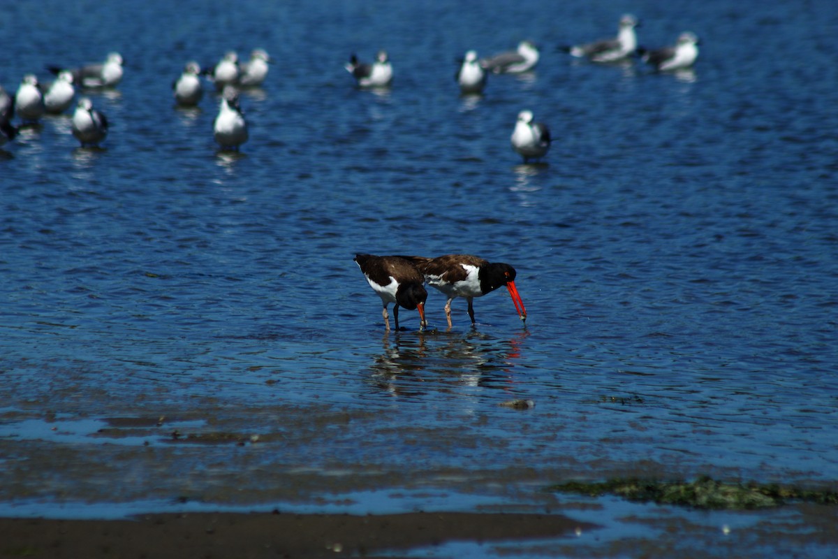 American Oystercatcher - ML641517669