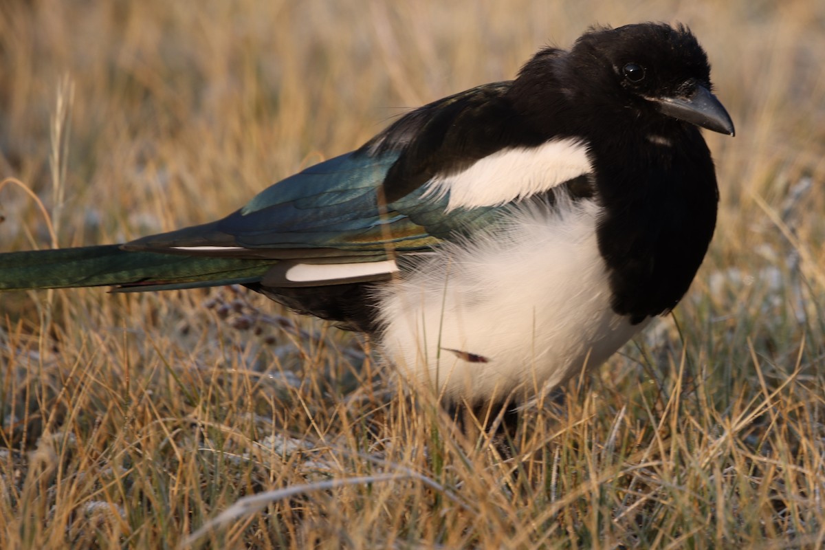 Black-billed Magpie - ML641517734