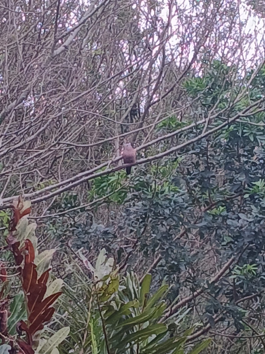 Ruddy Ground Dove - ML641517735
