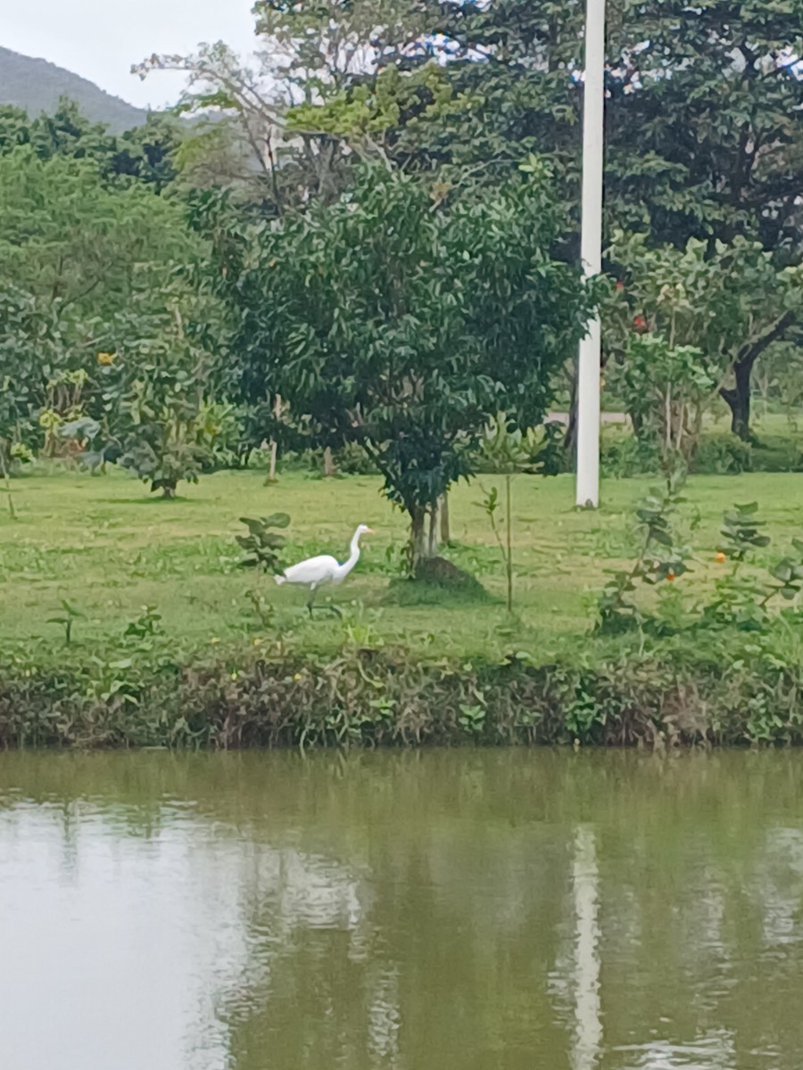 Great Egret - ML641517751