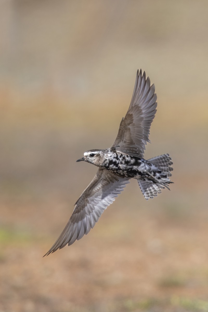American Golden-Plover - ML641517767