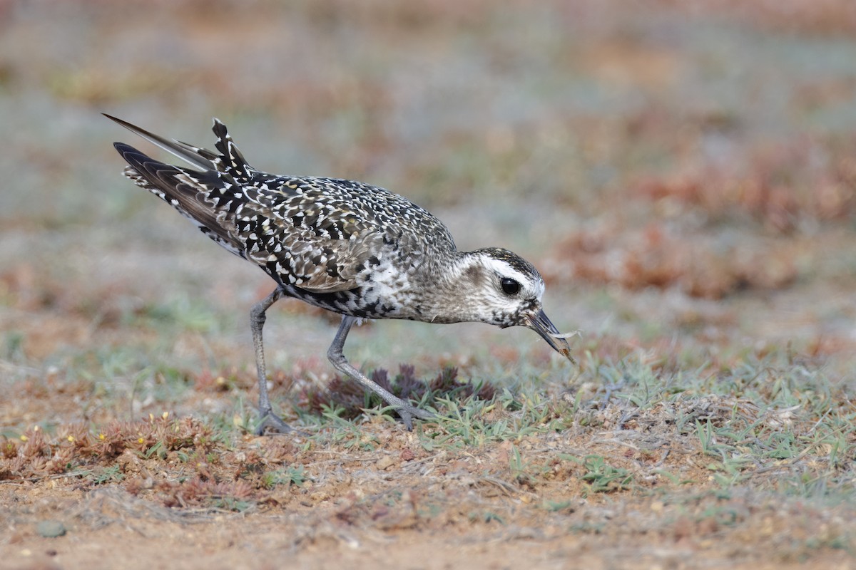 American Golden-Plover - ML641517769