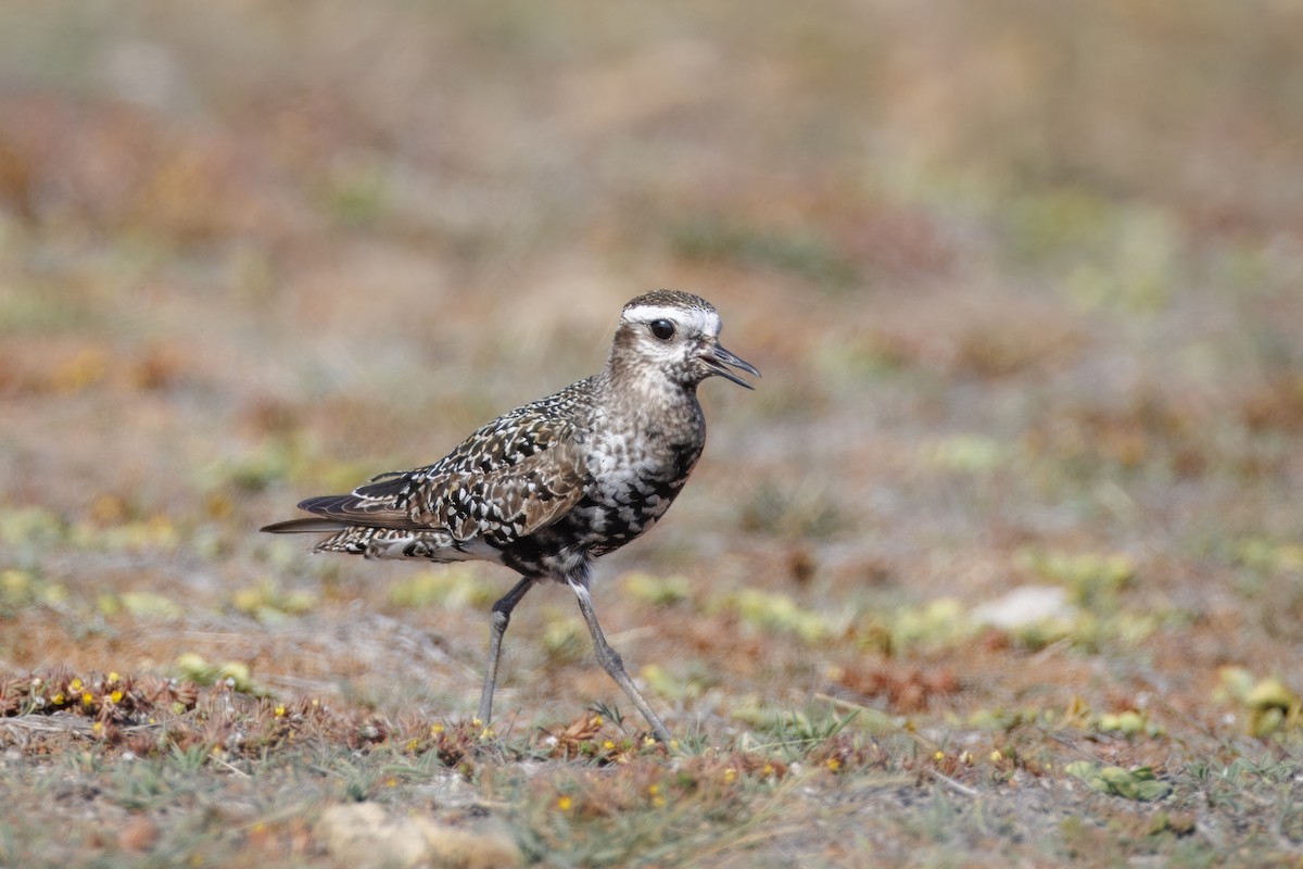 American Golden-Plover - ML641517770