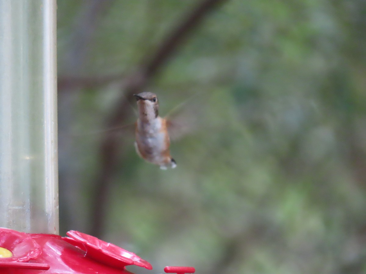 Colibrí Rufo - ML641517771