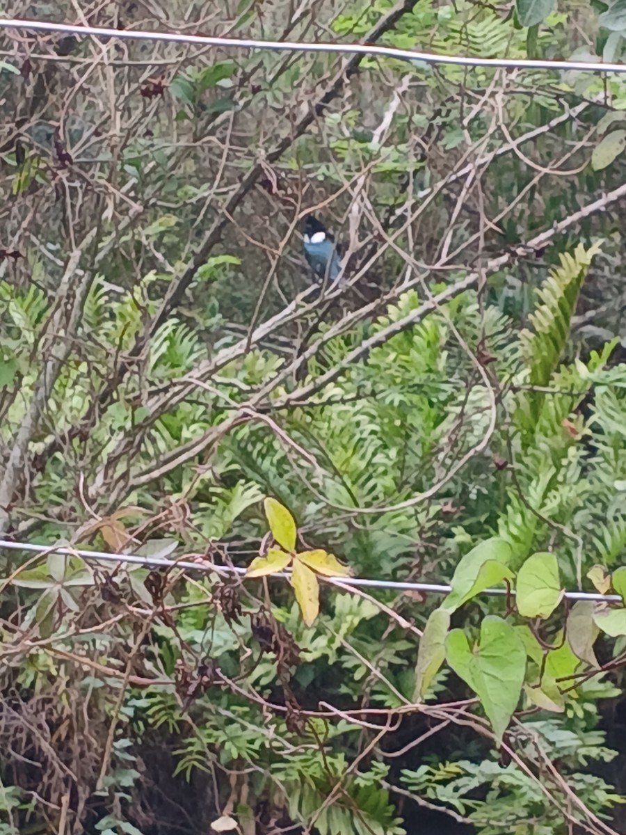 Green Kingfisher - ML641517772