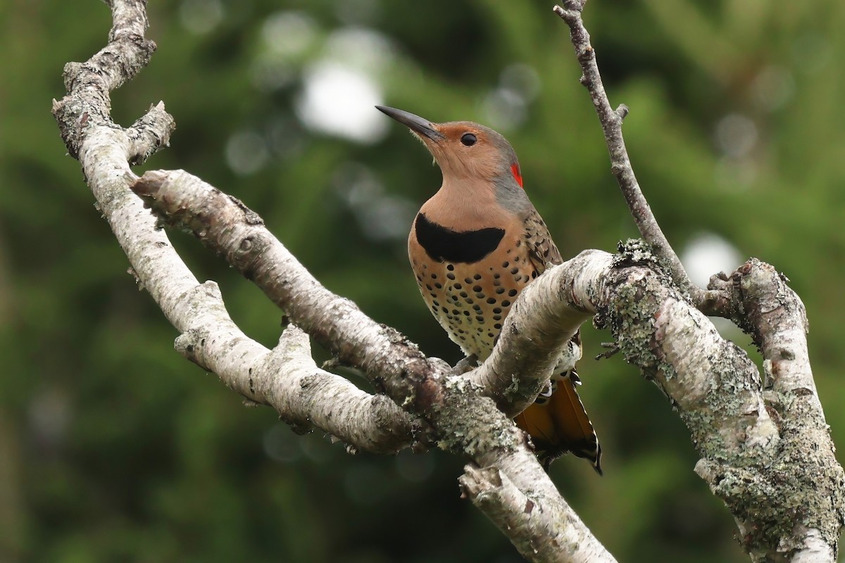 Northern Flicker - ML641517787