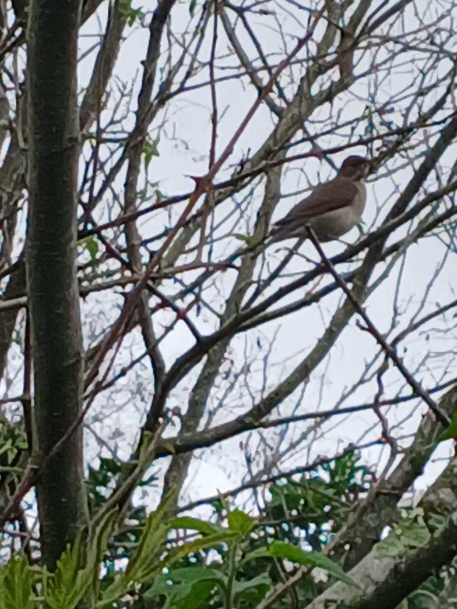 Creamy-bellied Thrush - ML641517789