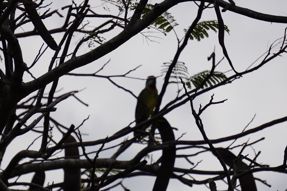 Cuban Green Woodpecker - ML641517801