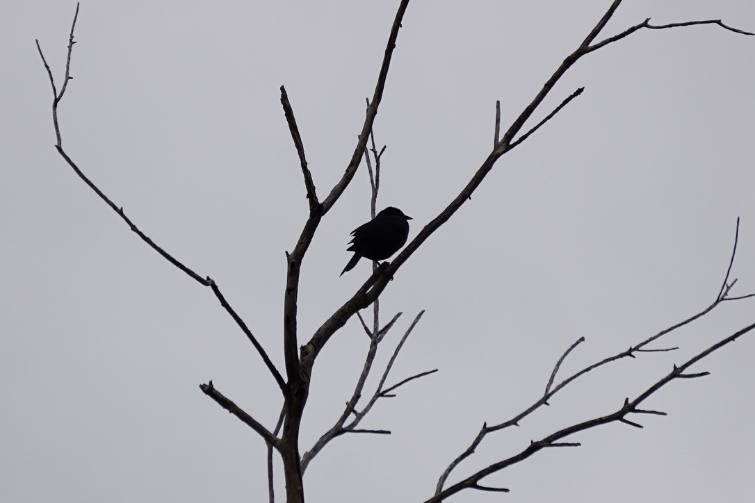 Cuban Blackbird - ML641517832