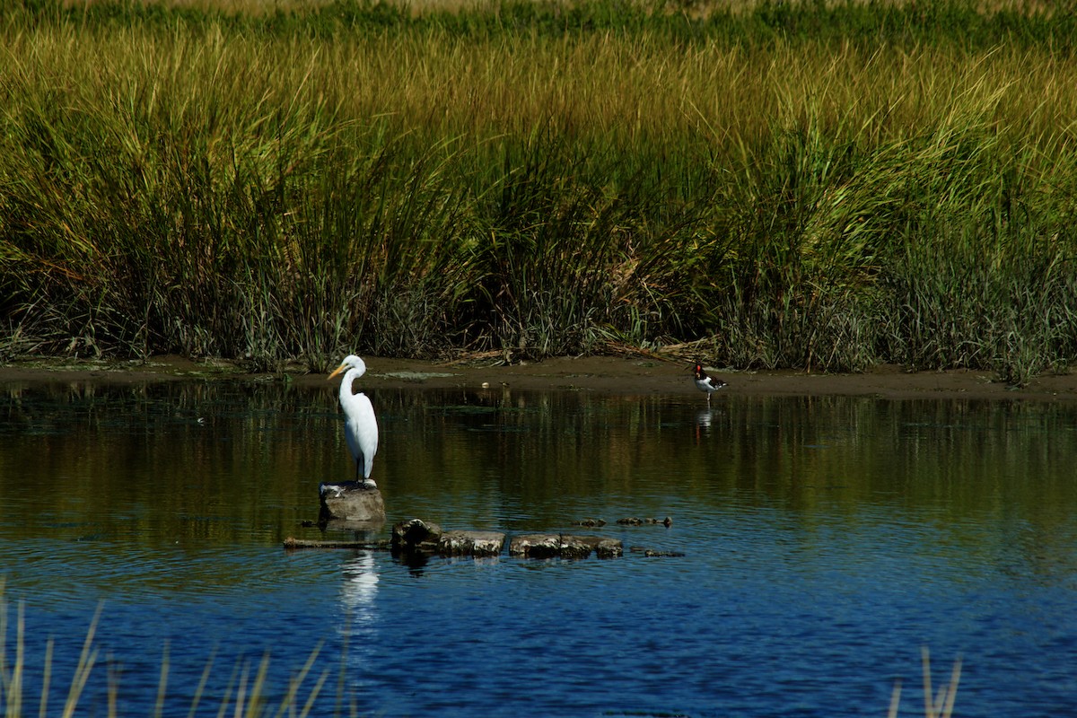 American Oystercatcher - ML641517898