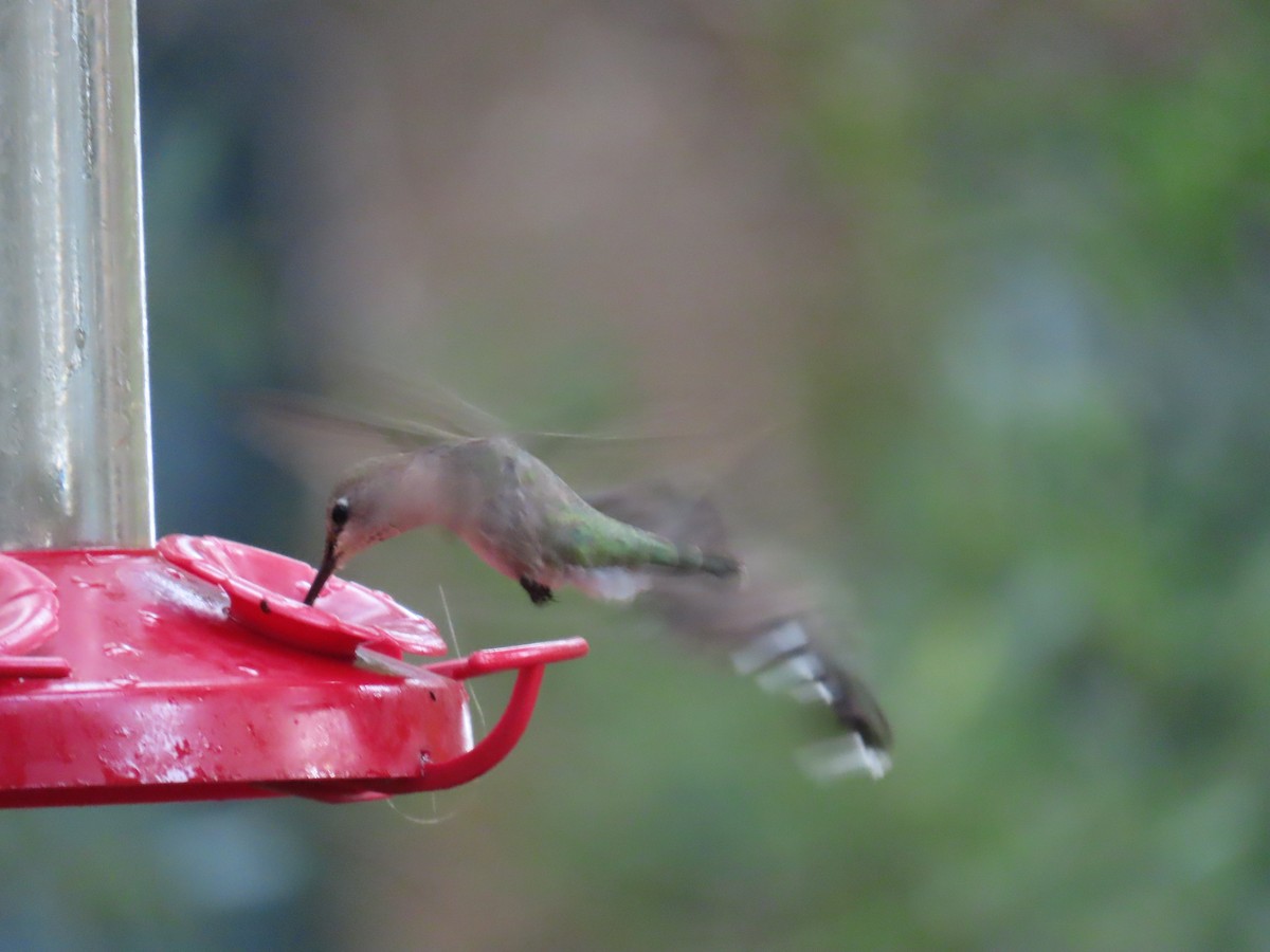 Colibrí Gorjinegro - ML641517918