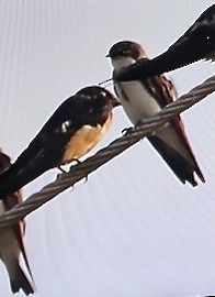 Hirondelle rustique (erythrogaster) - ML641517920
