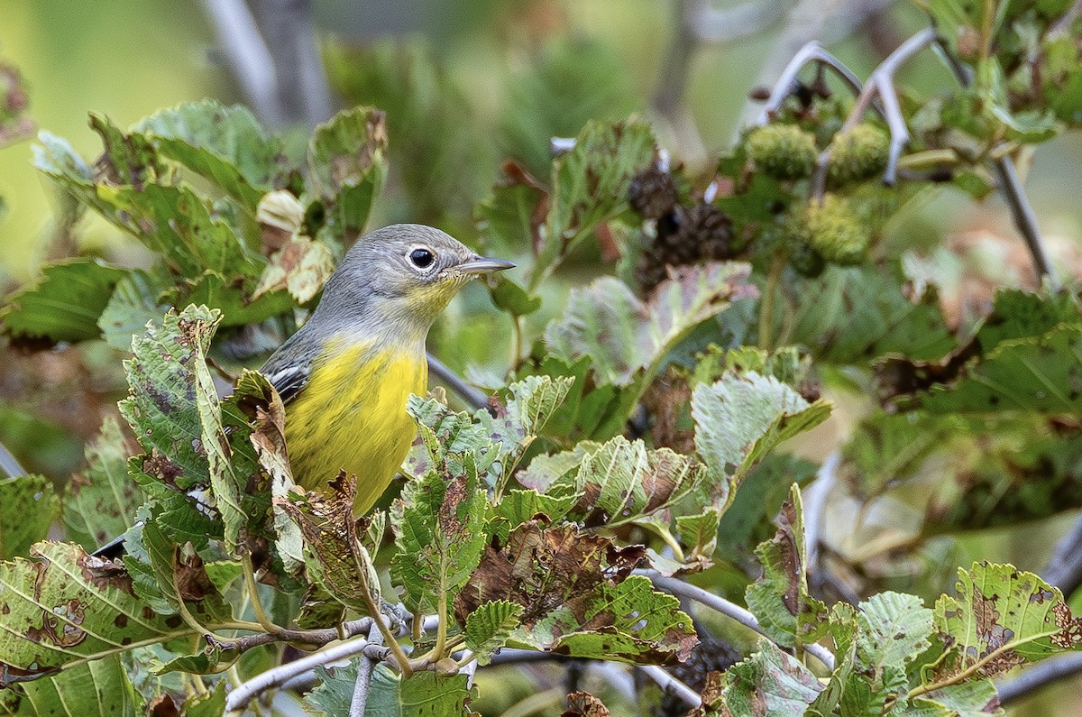 Magnolia Warbler - ML641517937