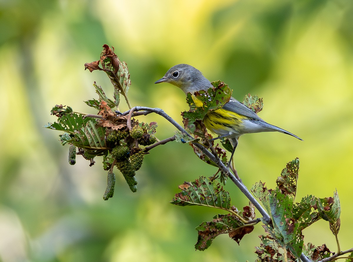 Magnolia Warbler - ML641517940