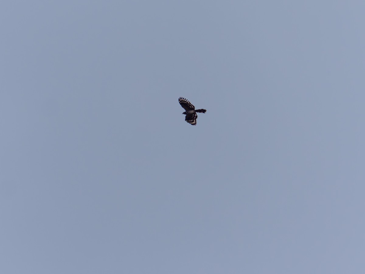 Long-tailed Honey-buzzard - ML641517945