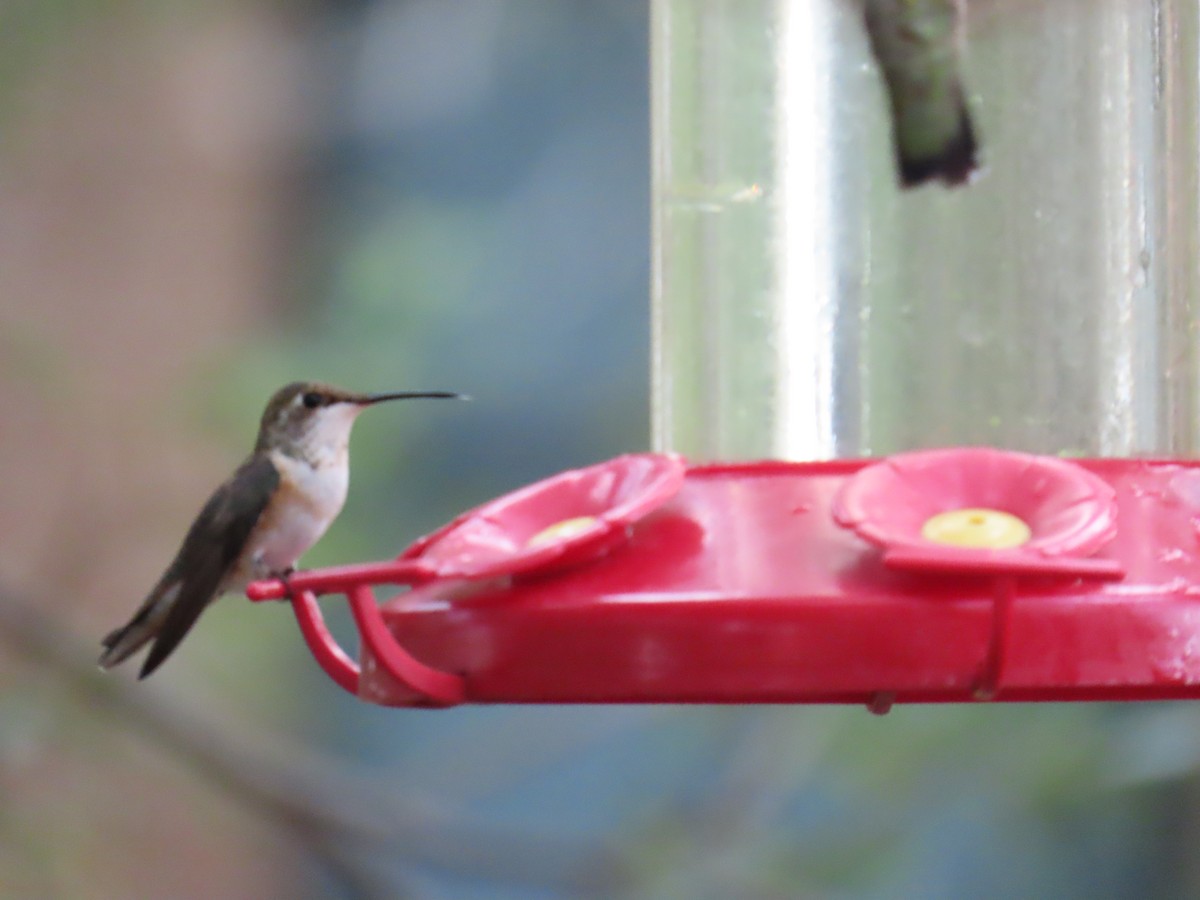 Colibrí Rufo - ML641517967