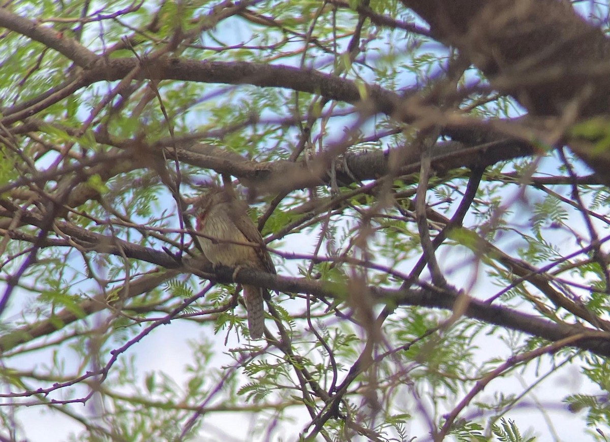 Red-throated Wryneck (Rufous-necked) - ML641517978