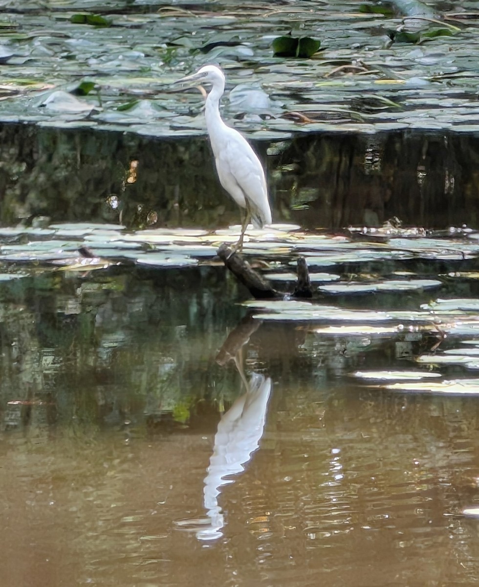 Little Blue Heron - ML641517979