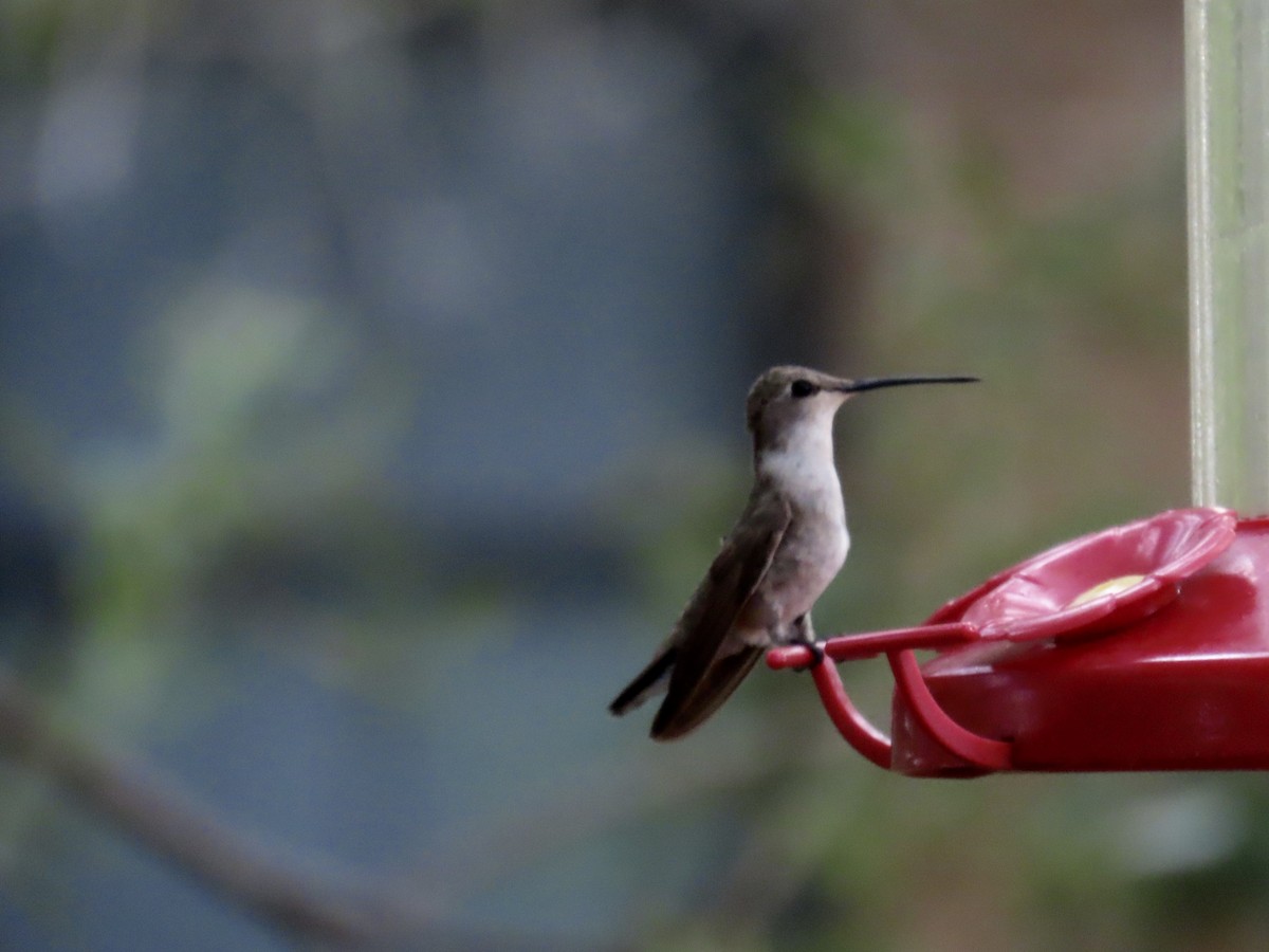 Colibrí Gorjinegro - ML641518046
