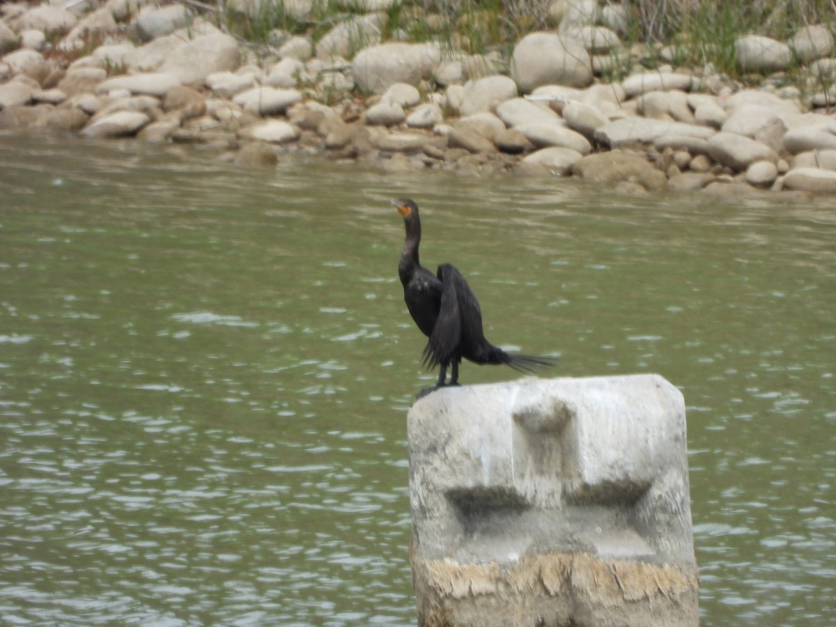 Double-crested Cormorant - ML641518050