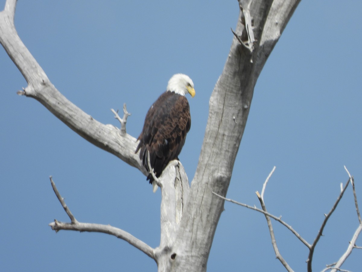 Bald Eagle - ML641518063