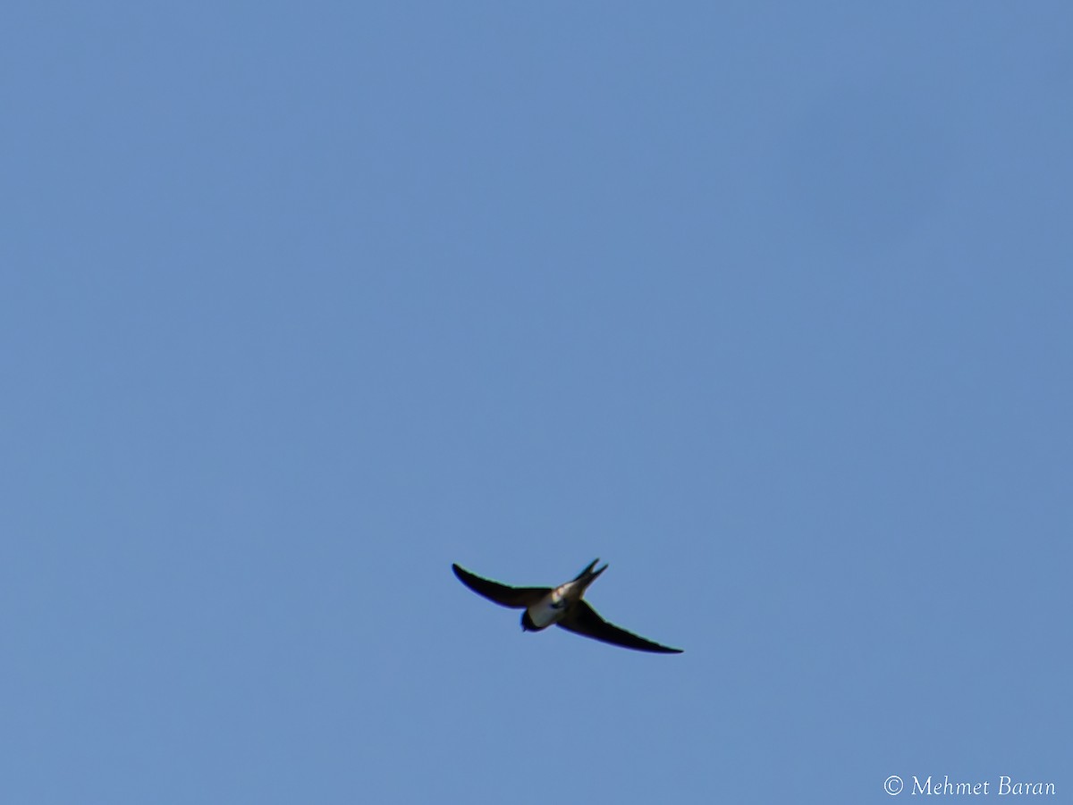 Barn Swallow - ML641518068