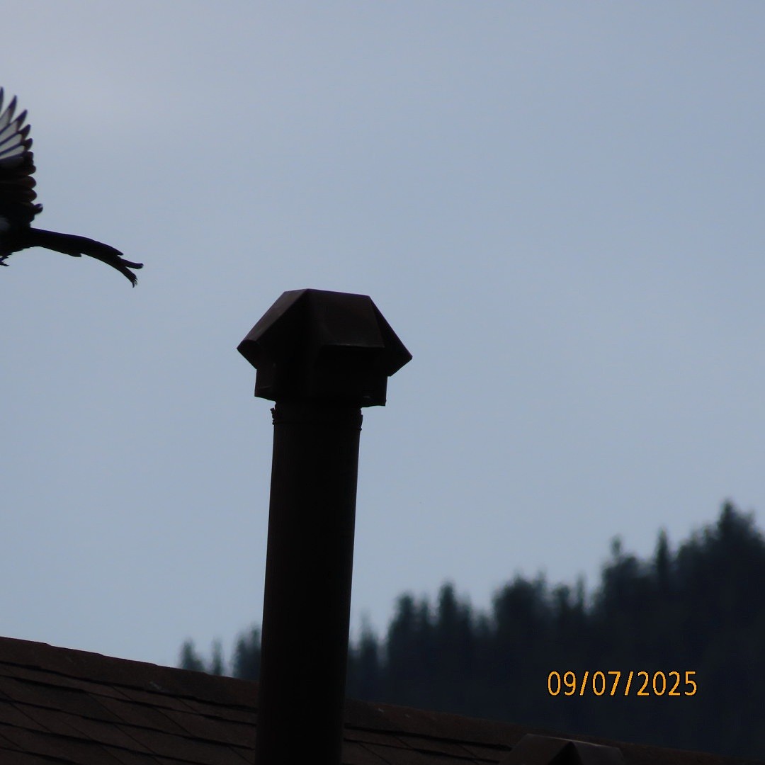 Black-billed Magpie - ML641518081