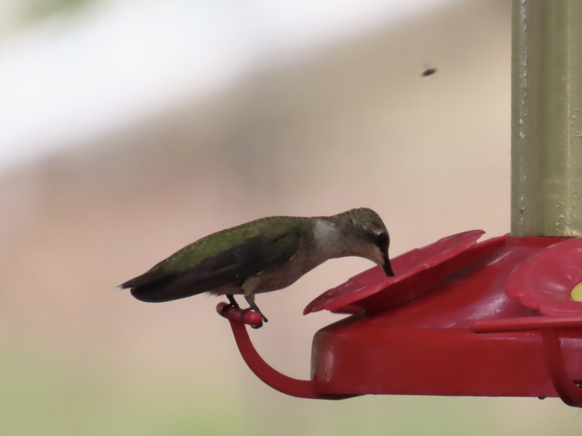 Colibrí Gorjinegro - ML641518104