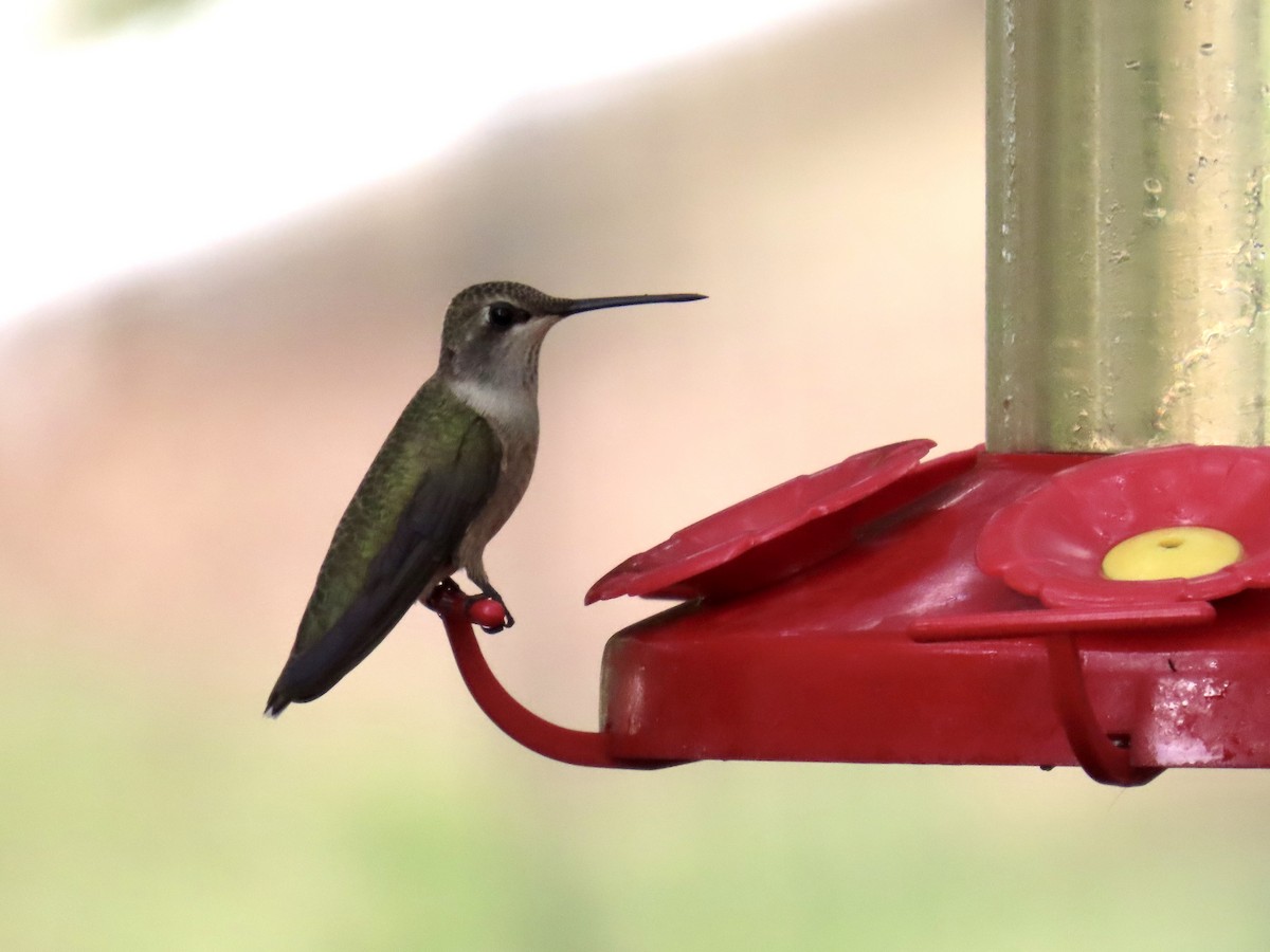 Colibrí Gorjinegro - ML641518134