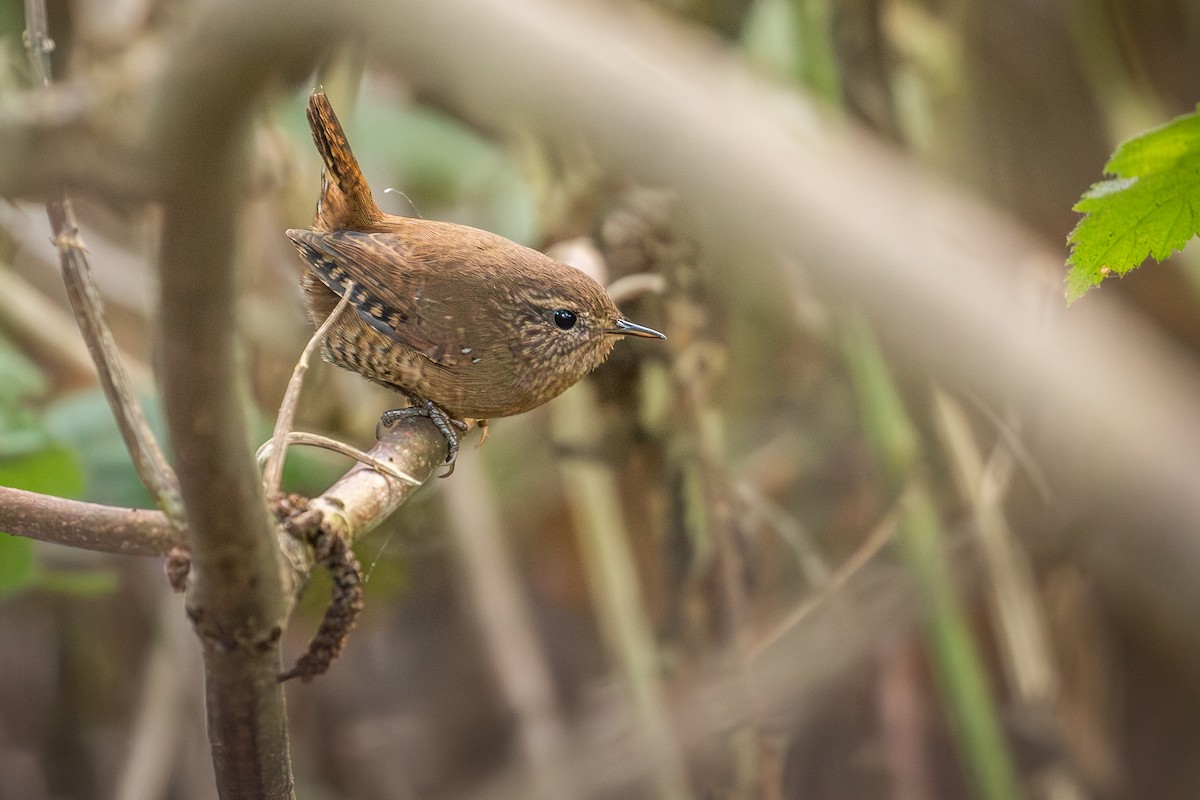 Pacific Wren (Pacific) - ML641518139