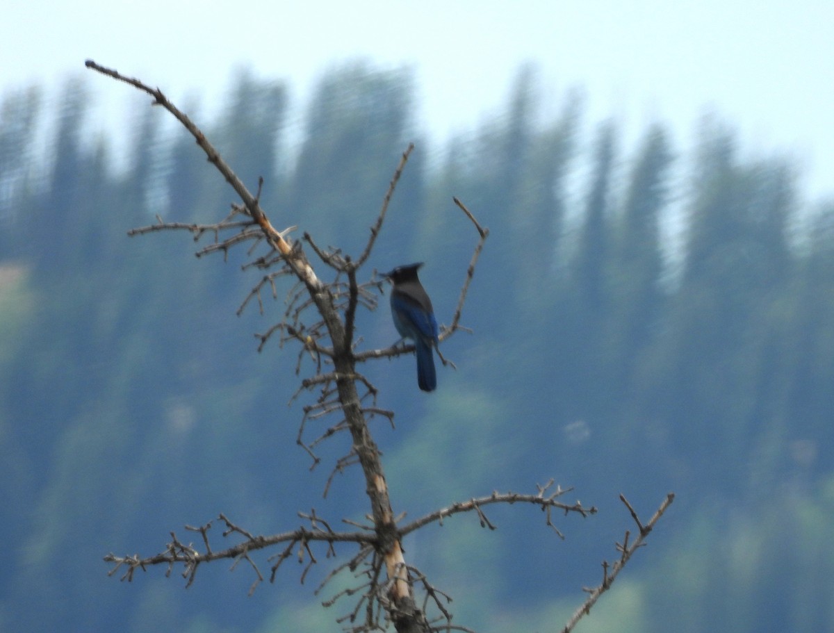 Steller's Jay - ML641518144