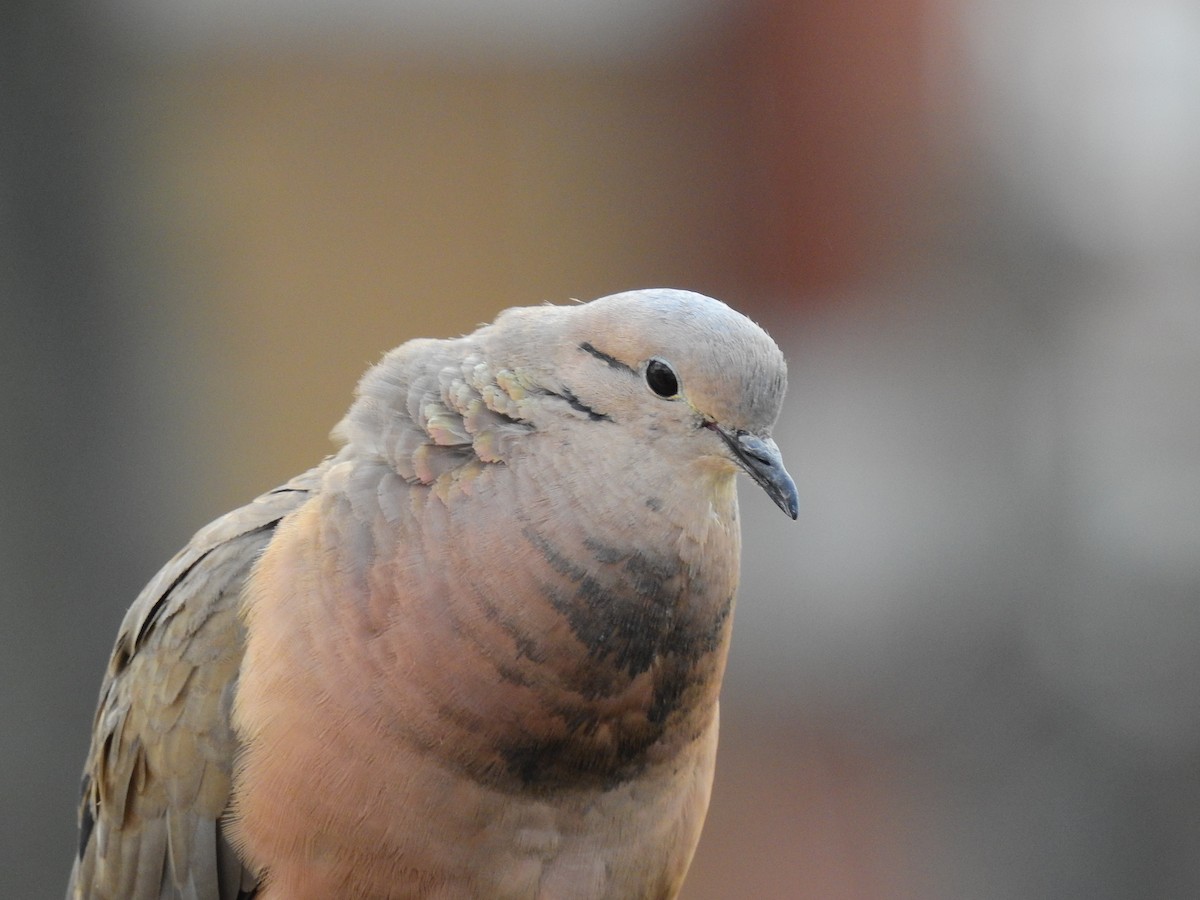 Eared Dove - ML641518147