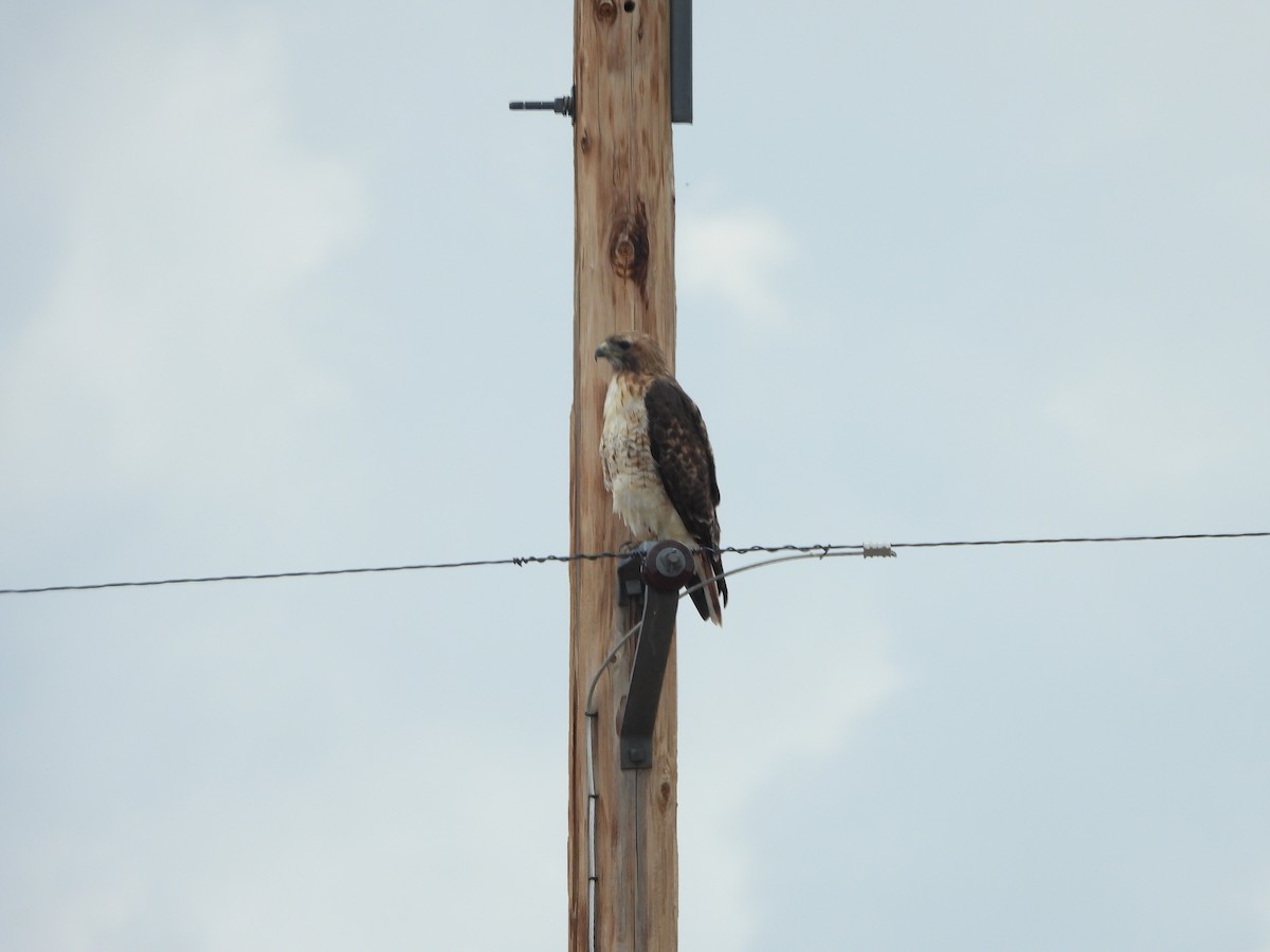 Red-tailed Hawk - ML641518176