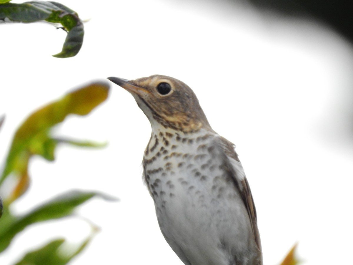 Swainson's Thrush - ML641518178