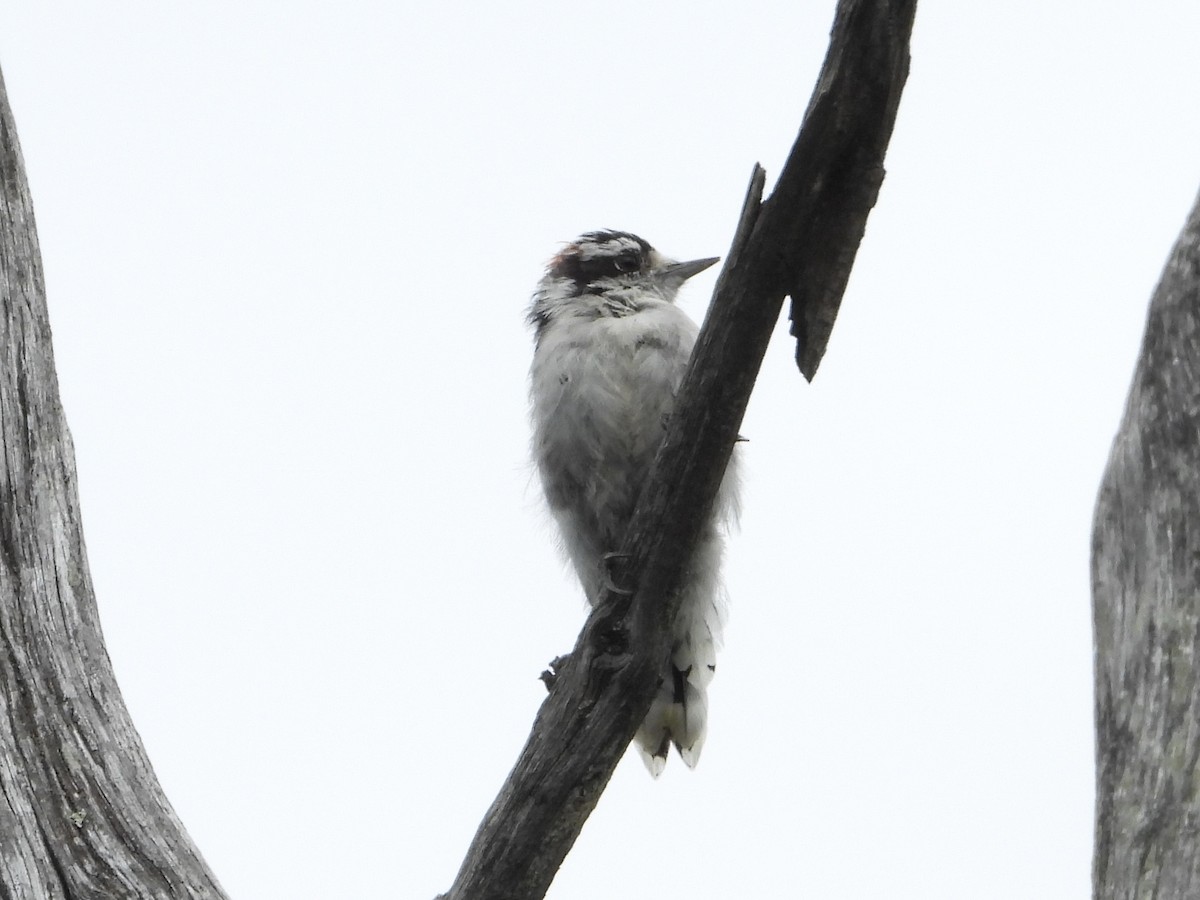 Downy Woodpecker - ML641518190