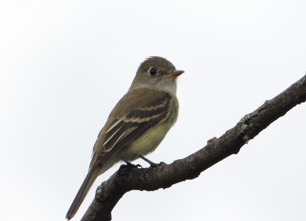 Least Flycatcher - ML641518208