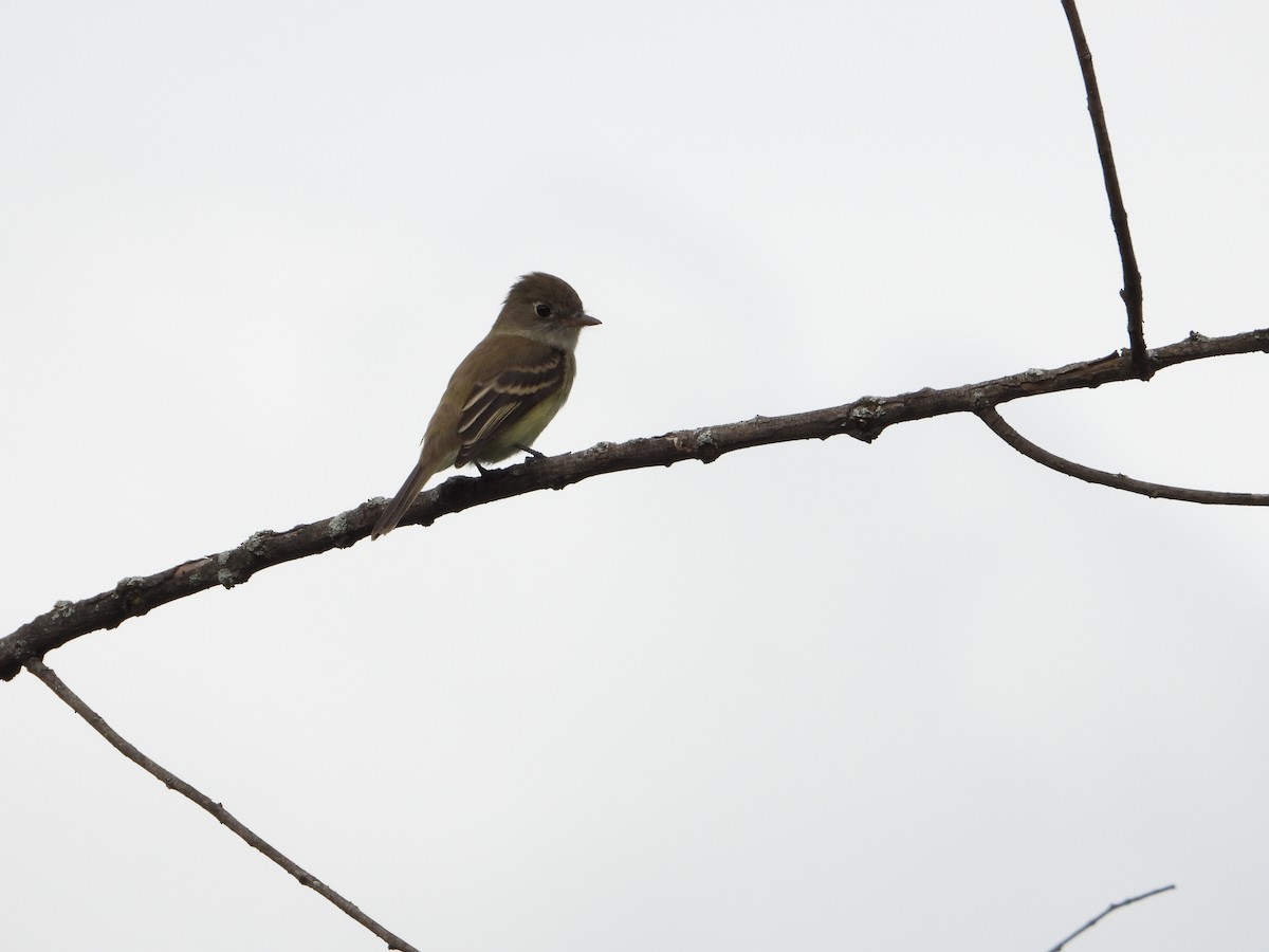 Least Flycatcher - ML641518209