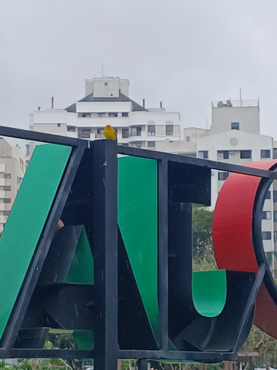 Saffron Finch - ML641518212