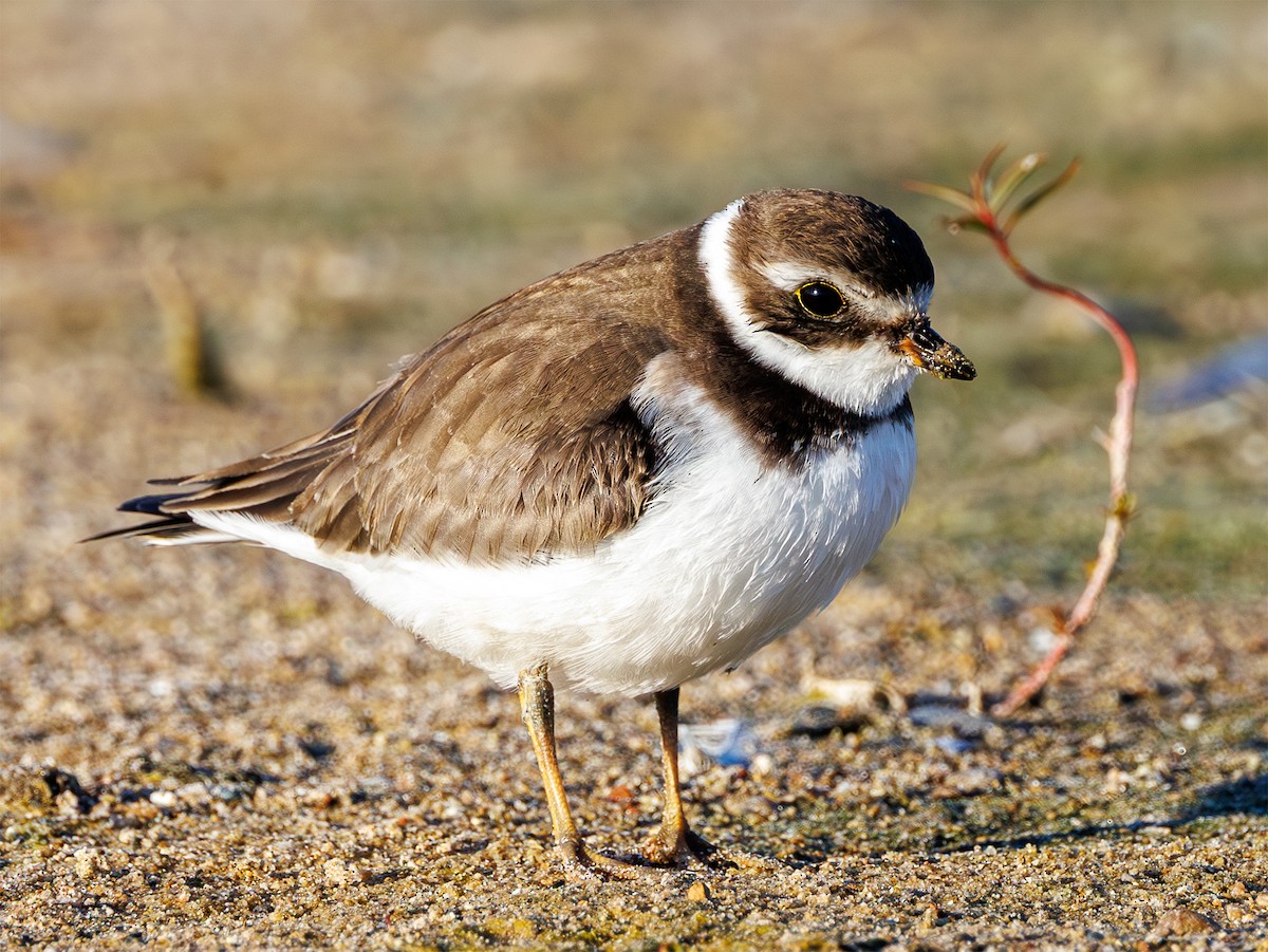 Semipalmated Plover - ML641518214