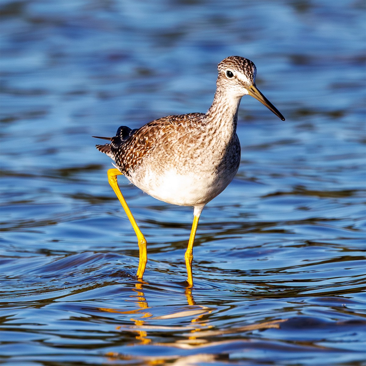 Greater Yellowlegs - ML641518234