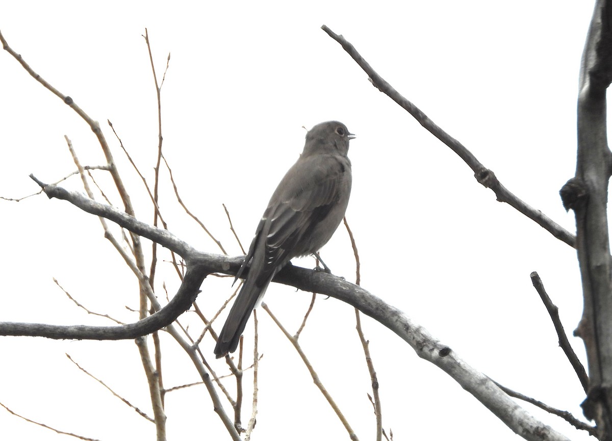 Townsend's Solitaire - ML641518235