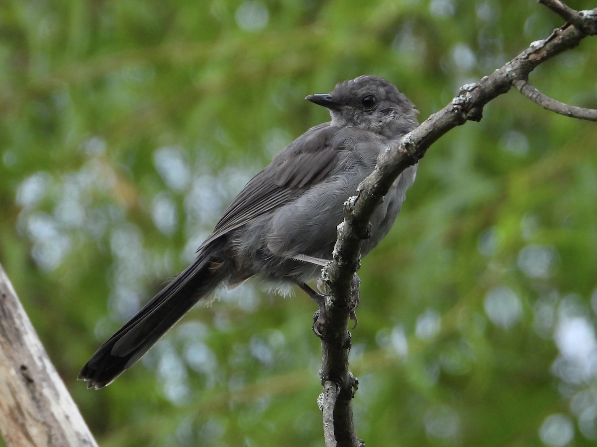 Gray Catbird - ML641518238