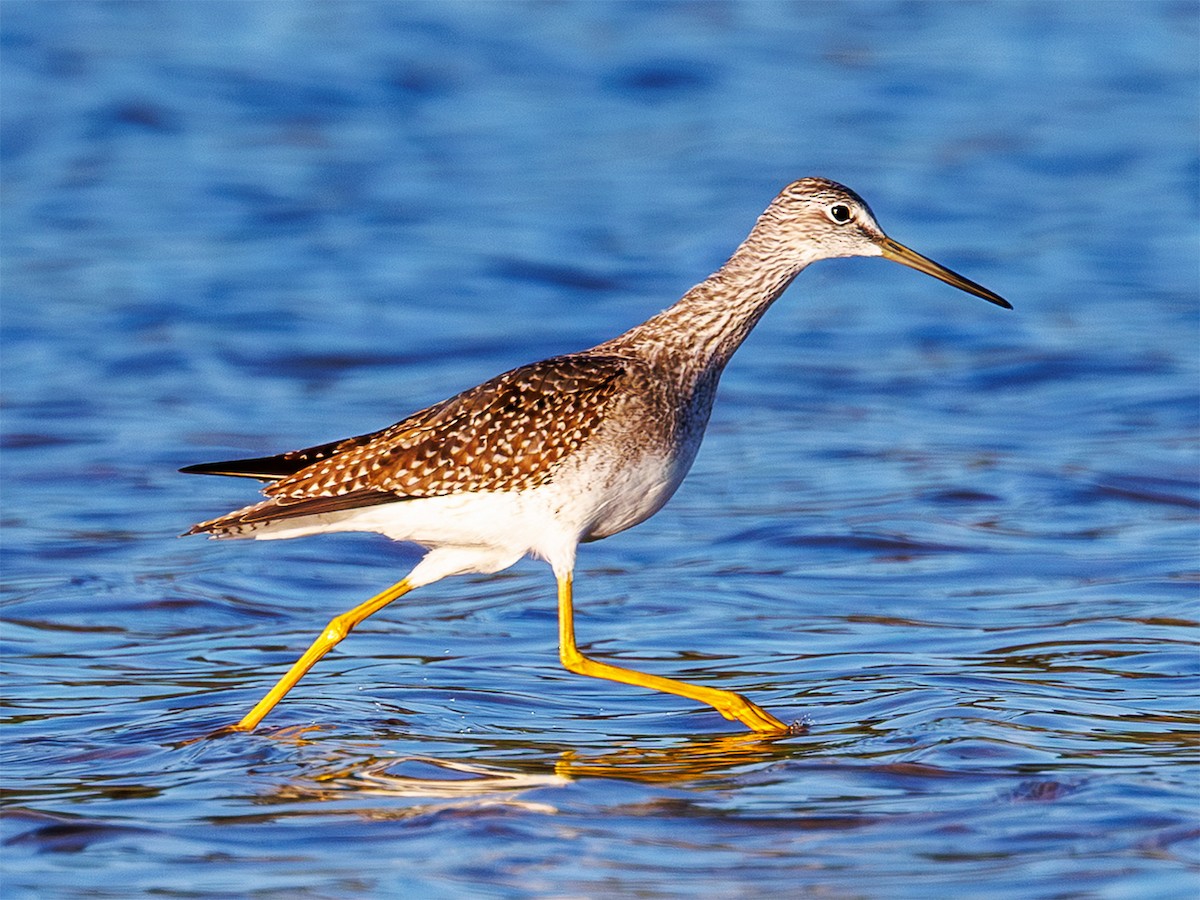 Greater Yellowlegs - ML641518240