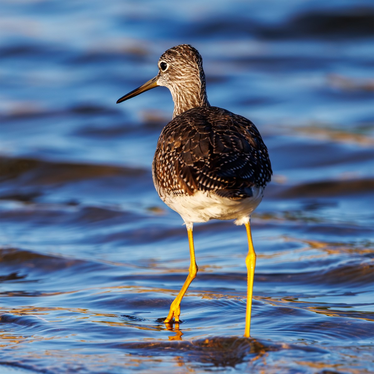 Greater Yellowlegs - ML641518246
