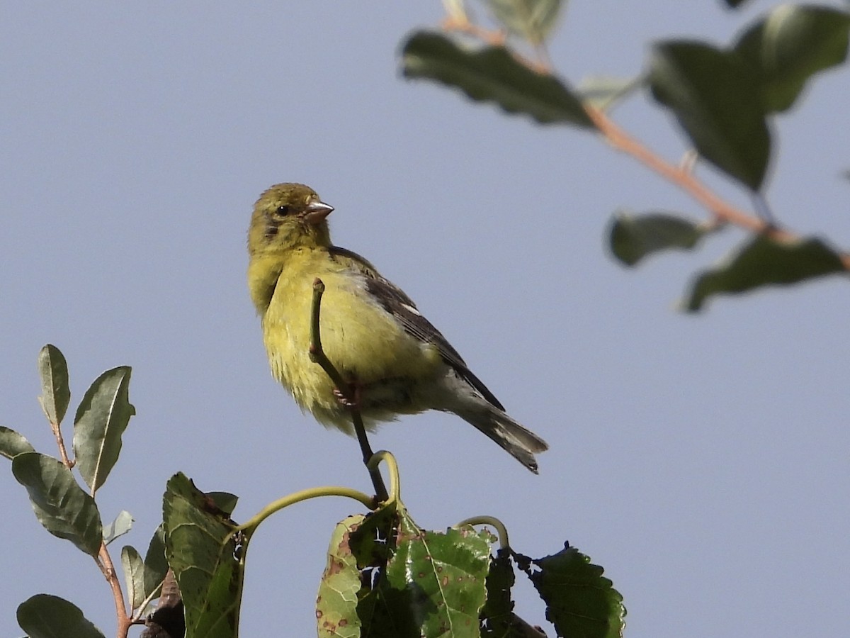 American Goldfinch - ML641518250