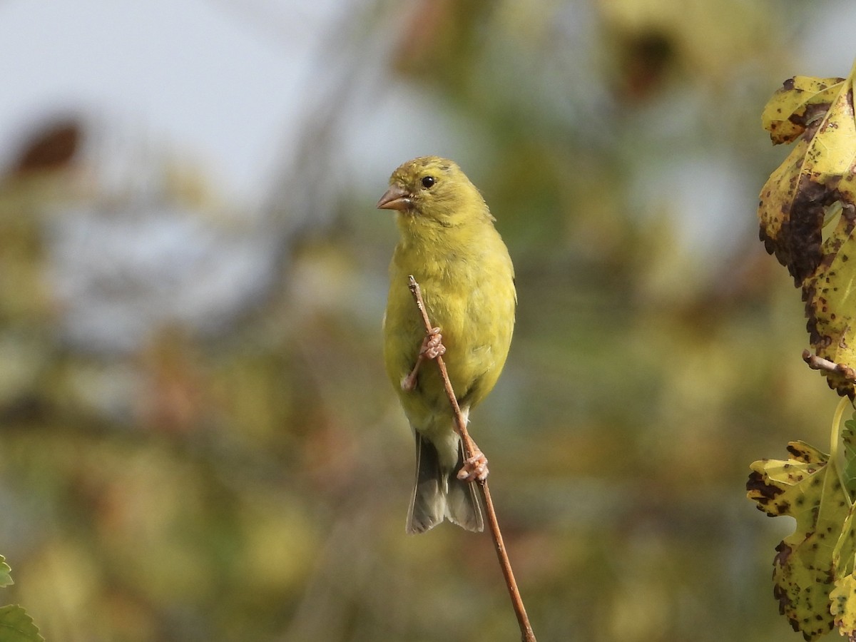 American Goldfinch - ML641518251