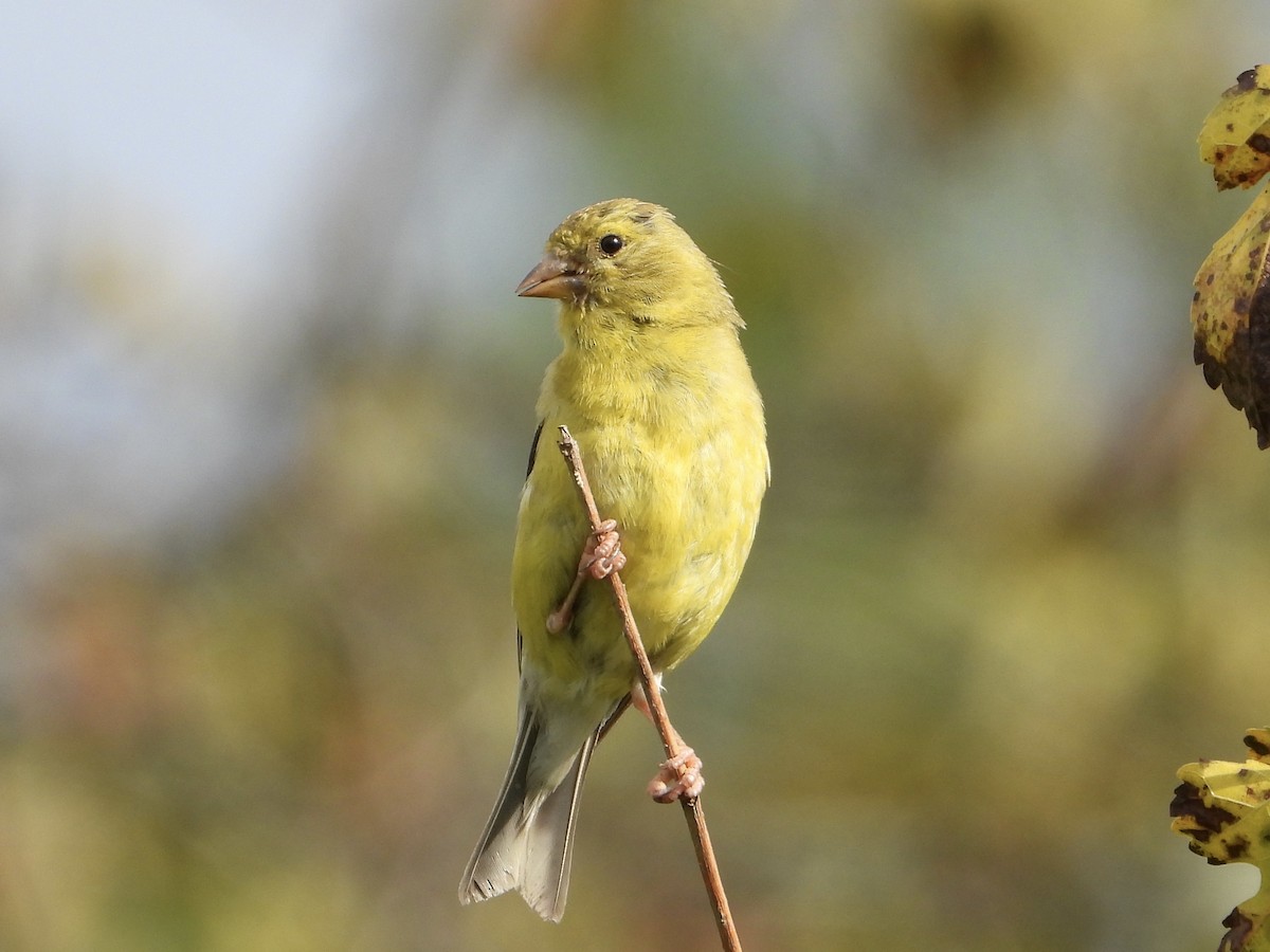 American Goldfinch - ML641518252