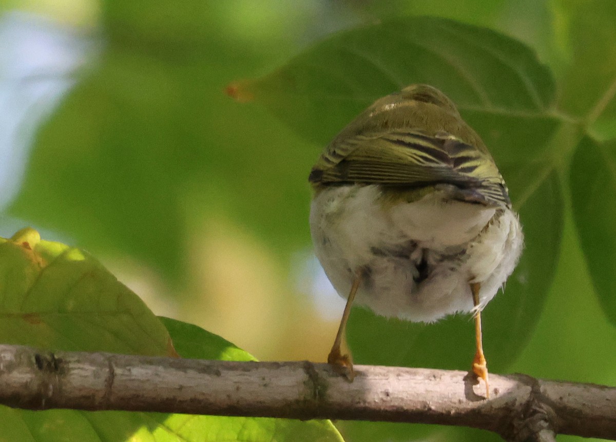 Wood Warbler - ML641518253